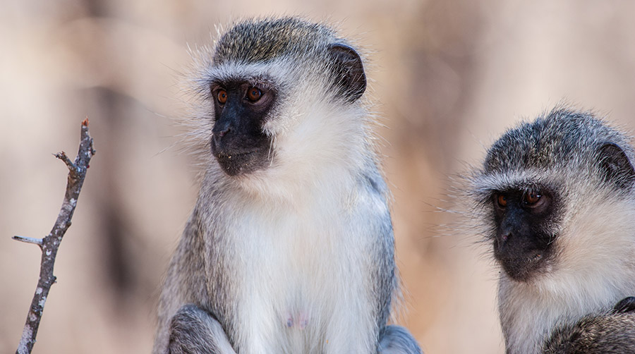 monkey-proofing gardens in Durban